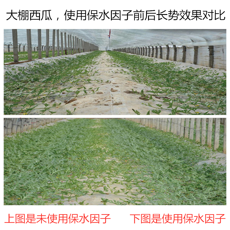 大棚西瓜，使用保水因子前后長勢效果對比