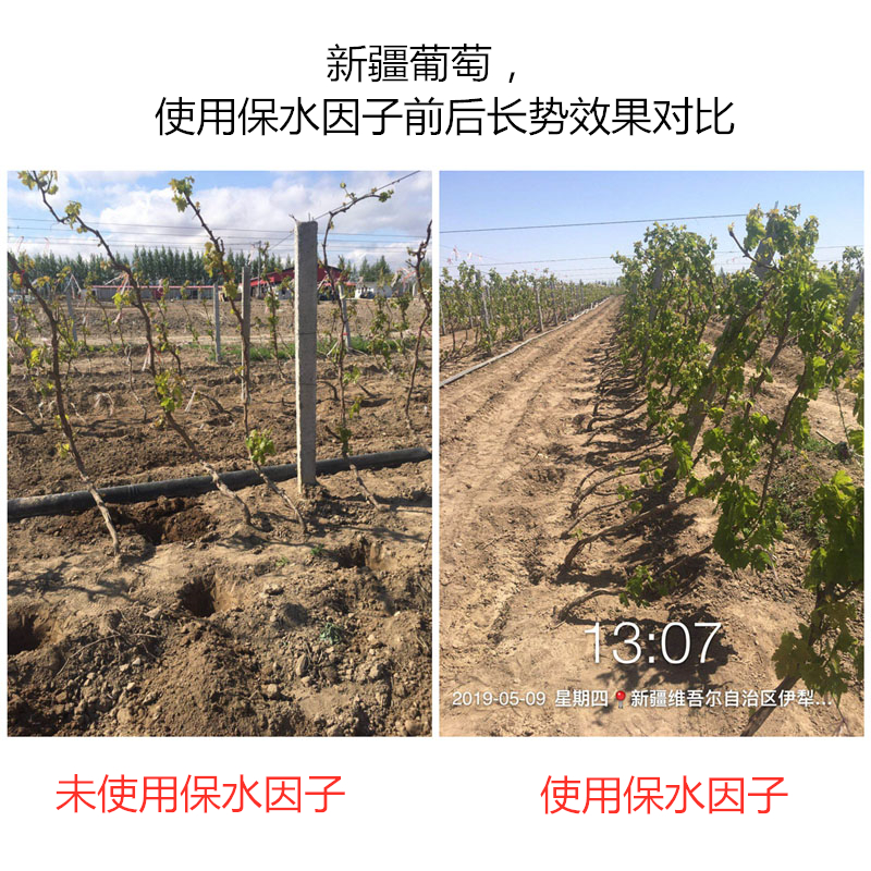 河南濮陽桃樹，使用保水因子前后長勢效果對比