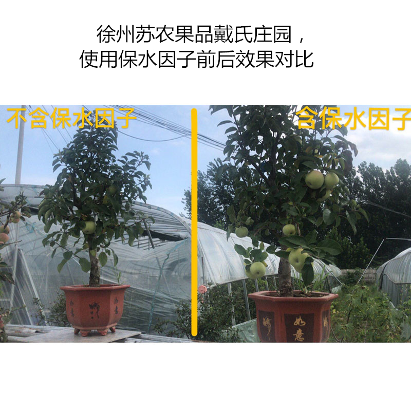 徐州蘇農(nóng)果品戴氏莊園，使用保水因子前后效果對比