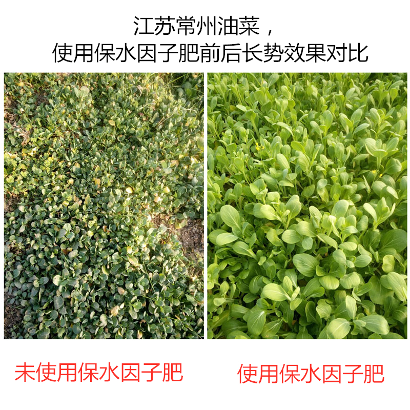 江蘇常州油菜，使用保水因子肥前后長勢效果對比