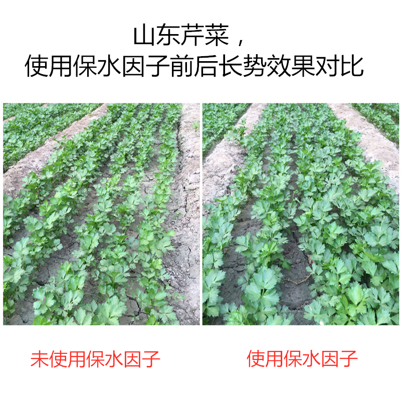山東芹菜，使用保水因子前后長(zhǎng)勢(shì)效果對(duì)比