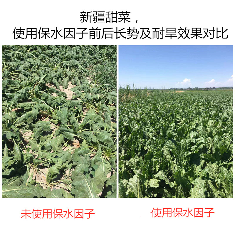 新疆甜菜，使用保水因子前后長(zhǎng)勢(shì)及耐旱效果對(duì)比