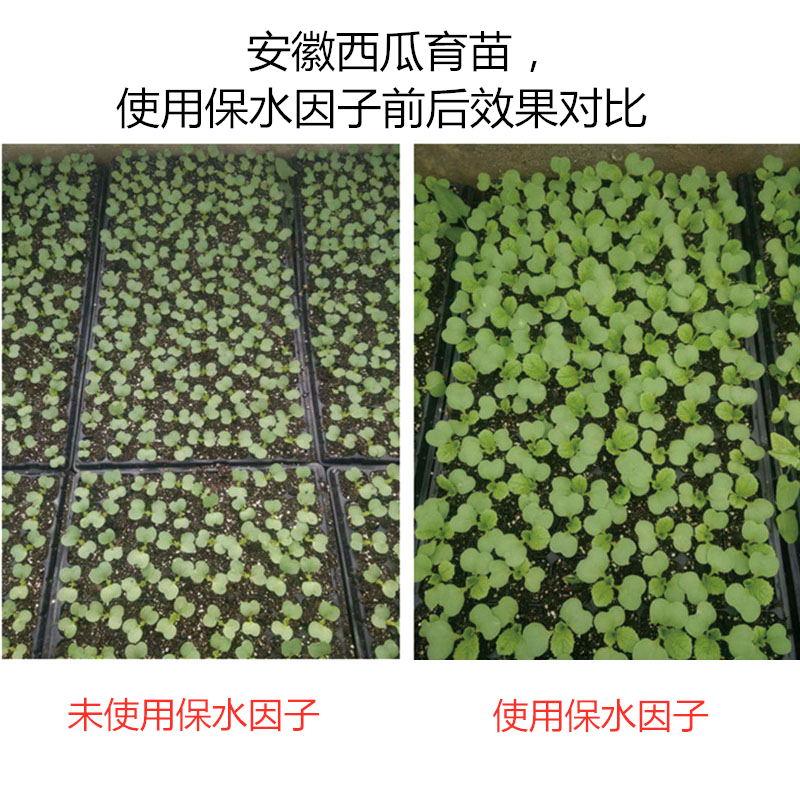 安徽西瓜育苗，使用保水因子前后效果對(duì)比