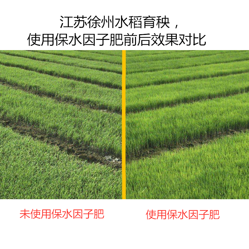 江蘇徐州水稻育秧，使用保水因子肥前后效果對(duì)比
